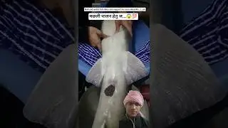 Fish Farming  मछली पालन 😱💯 #fishing #shortsviral #youtubeshort #fish#viralvideos #facts #farming