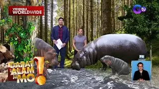 Hippopotamus, instant internet sensation?! | Dapat Alam Mo!