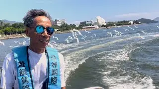 A flock of little egrets follow the wake of power boat at Tolo Harbour