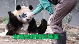 宋寶的煩熊名場面   |大熊猫福宝 판다푸바오 #animals #panda