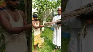 peacock farming in Mymensingh ,#birds #mandarinduck #emubird #peacockfarm.