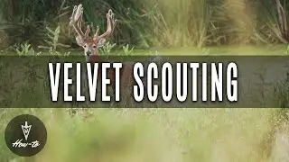 Velvet Scouting Deer