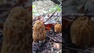 Mushroom Hunting: Verpa BohemicaWild Rom&acirc;nia, Dolheștii Mari, Suceava, Rom&acirc;nia #hiking #wildromania