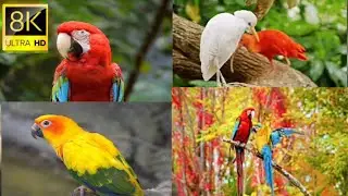 Unlimited Wild Special Birds Collection 8k Ultra HD