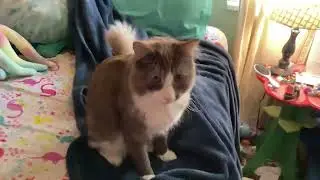 Pov you make your friends bed but the cat is in the way