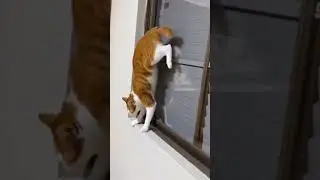 Cats unique Skills/forces🤤 #cat #catlovers #funny #cute #catshorts #pets #shortsvideo #usa #foryou