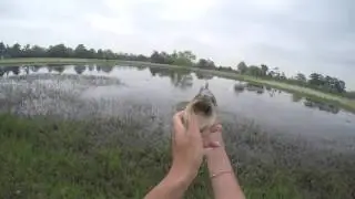 Topwater Pond Fishing with MUDDBUTTBAITS