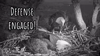 Jackie Scares Shadow! Sleep Chortles, Both Leave The Eggs, Shift Changes #eagles #mom