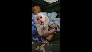 Most Cuddle Tiny Jack So Relaxing Take A Nap In Hammock With Little C