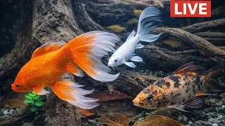 🔴LIVE  | So Relaxing Aquarium Fish 🐠✨ | Satisfying Fish Video #shorts