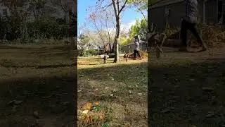 Transforming My Yard: Brush and Leaf Cleanup Solo