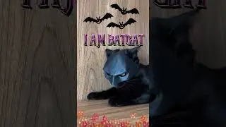 🦇I Am Bat-Cat #cat #funnycats #batman #short #viralvideos #dccomics