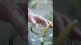 Let me show you how to pickle green beans.