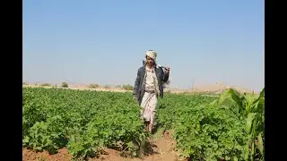Rehabilitated Dam in Ma&rsquo;rib Revitalizes Agriculture and Resolves Conflict Among Yemeni Communities