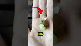 biggest snail in the world