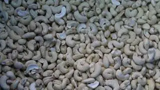 CASHEW - KAJU SORTING MACHINE - SHAPE SIZE N COLOR SORTER