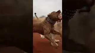 Dog vs Lion on Red Road &mdash; Unsettling Standoff #Shorts 🦁🐕🌅