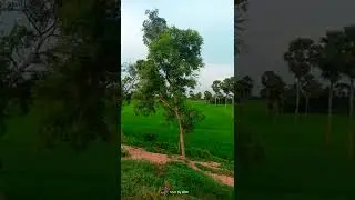 26 bighe