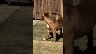 Pawsome Tricks: Dogs Doing the Unexpected! #americanbully #dogtrainingfundamentals