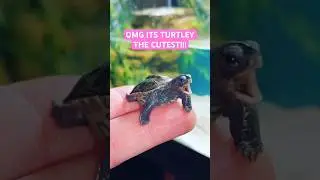 WORLD&rsquo;S CUTEST TURTLE!🐢💕 #diamondbackterrapin #terrapin #turtle #turtles #animal #animals #cute