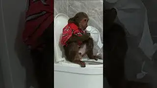 Abu monkey is intelligent after waking up  #shortfamilyabu #shortsvideo #monkeyvideo