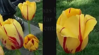 2016 Pella, Iowa Tulip Festival, Part I: Tulips and People of Dutch Heritage