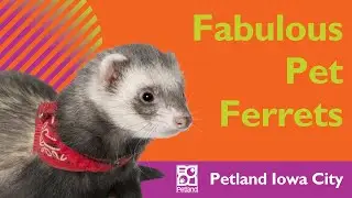 Ferret Pet Ownership Tips  📝