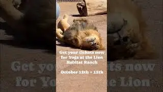 🧘&zwj;♀️ Yoga with Lions? Relax, Stretch & Roar at Lion Habitat Ranch!