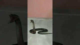 #Shorts #Youtubeshorts देखिये कैसे एक छोटी सी लड़की देखते ही देखते नागिन बन गयी