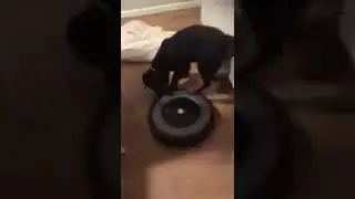 Rottweilerhvalpen Zenta 