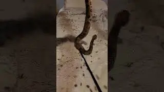 Copperhead and Cottonmouth hybrid? The cottonhead! #cottonhead #copperhead #venomoussnakes #reptiles