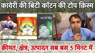 kaveri cotton seeds money maker KCH 100 BGII | KCH 999 BG II KCH 307 BG II full details |