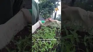 perawatan dan pencegahan cabai layuu
