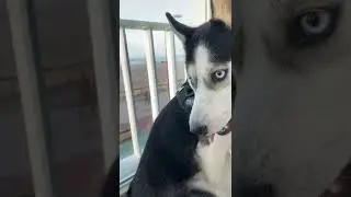 Husky hide and seek
