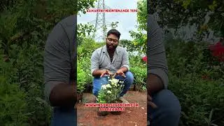 Samanthi Plant Care Hacks | Bloom More, Last Longer