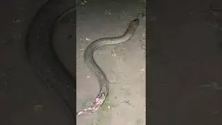 hii ngerii belut ekor tinggal tulang tapi masih hidup merinding #belut #berandayoutube #vidioshorts