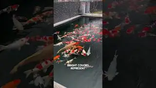 Fish Things | Fun facts about Koi fish in the canal in Japan! 😍🇯🇵 #fishthings #koifish #koi