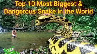 #Top 10 Most Biggest and Most #Dangerous #Snake in The World #सबसे खतरनाक और लंबे साँप