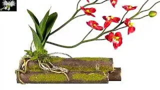 colocar una orquídea en tronco, mi diario de jardin