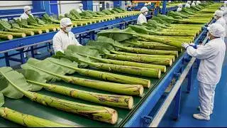 Inside a High-Tech Banana Stem Factory | Shocking Modern Food