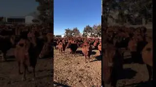 Cattle Range Listing# 012C456-201