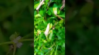 Sphrageidus similis Insect