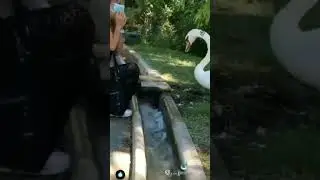 Animal Hijinks: Laughing with Furry Friends