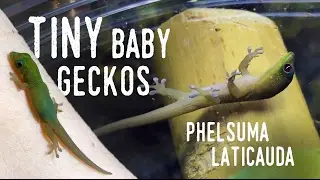 Мои ПЕРВЫЕ детёныши гекконов! (Разведение молодых золотистых гекконов)
