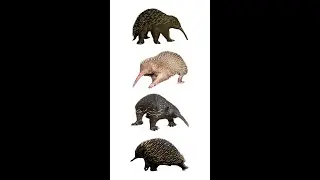 Четыре вида ехидн | Английский