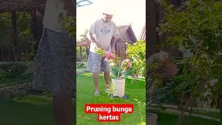 POTONG PUCUK BUNGA KERTAS