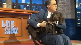 Benny & Stephen Colbert, Boykin Spaniel, The Ed Sullivan Theater | Meet World |