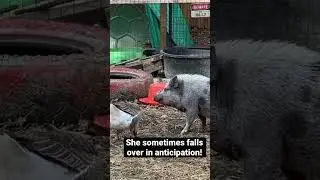 Millie the pig wants to be pecked by Stacy the goose so badly!