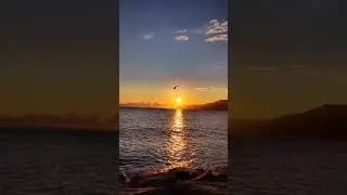 Solo Bird Flying 🕊️ Sunset #shorts #youtubeshorts #solo #bird #flying #sunset || #RCShortsOfficial