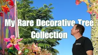 My Rare Decorative Tropical Tree Collection (6 Varieties You Rarely See in a Desert!)